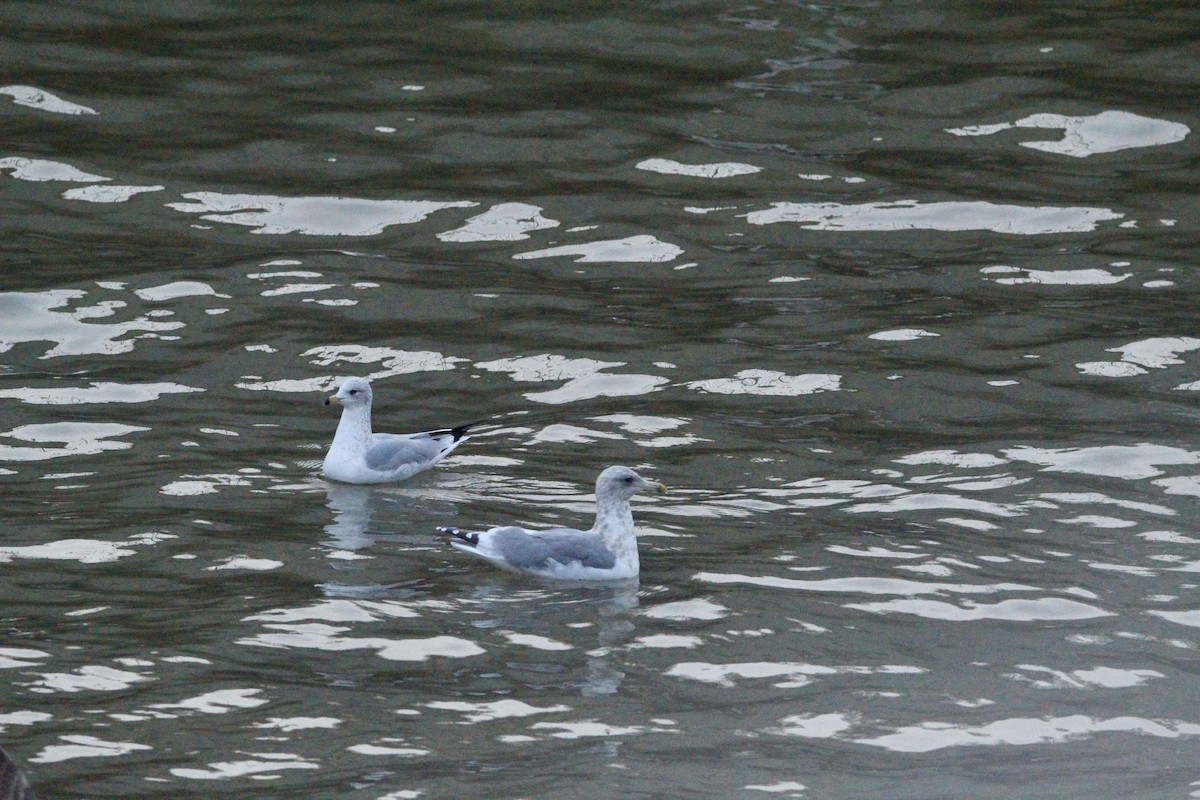 Larus sp. - ML646458766