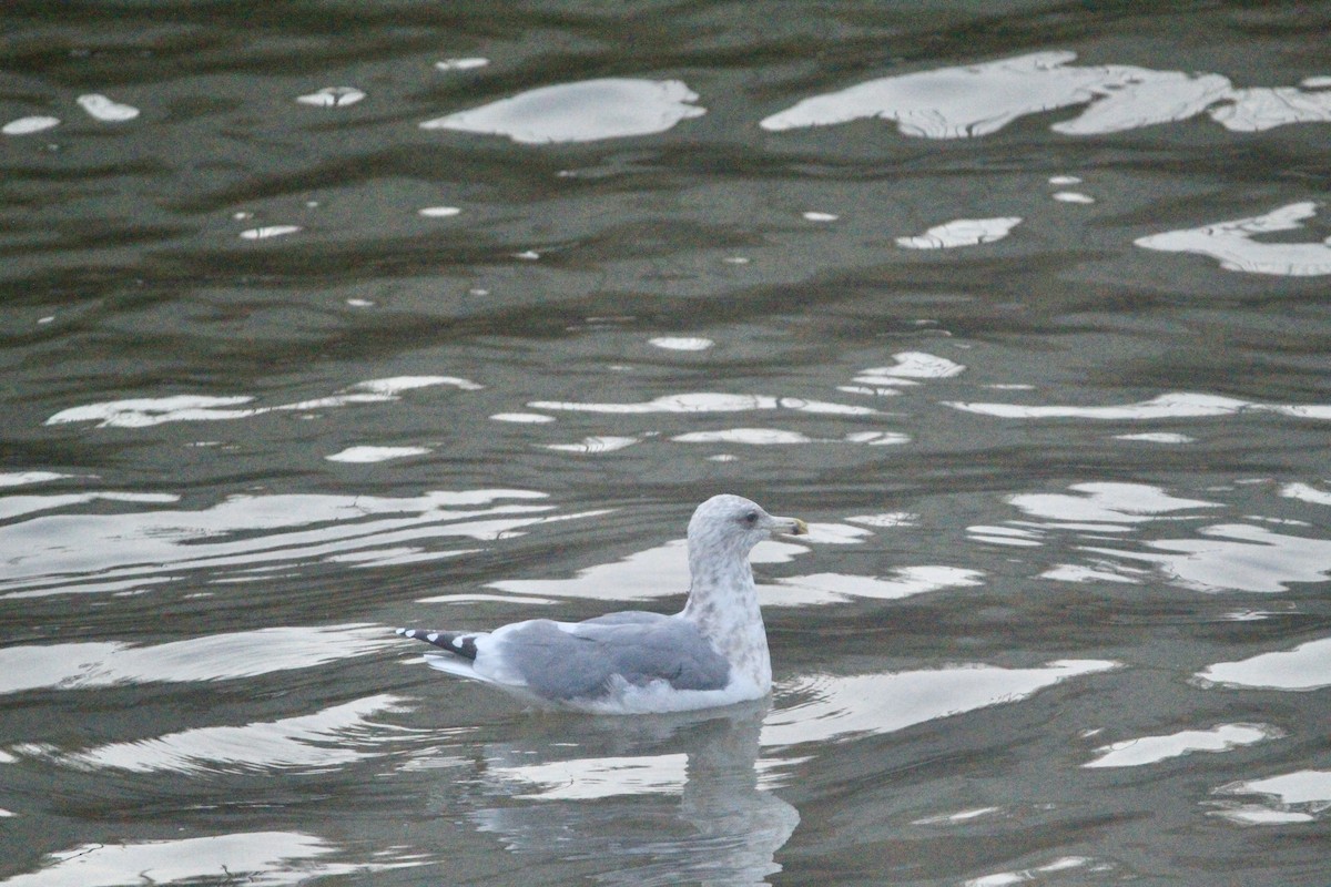 Larus sp. - ML646458769