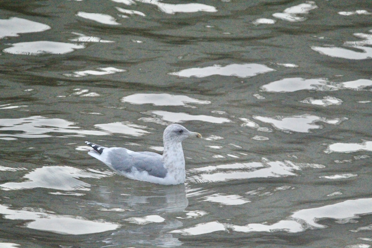 Larus sp. - ML646458770