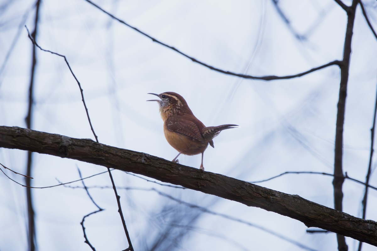 チャバラマユミソサザイ - ML646458771