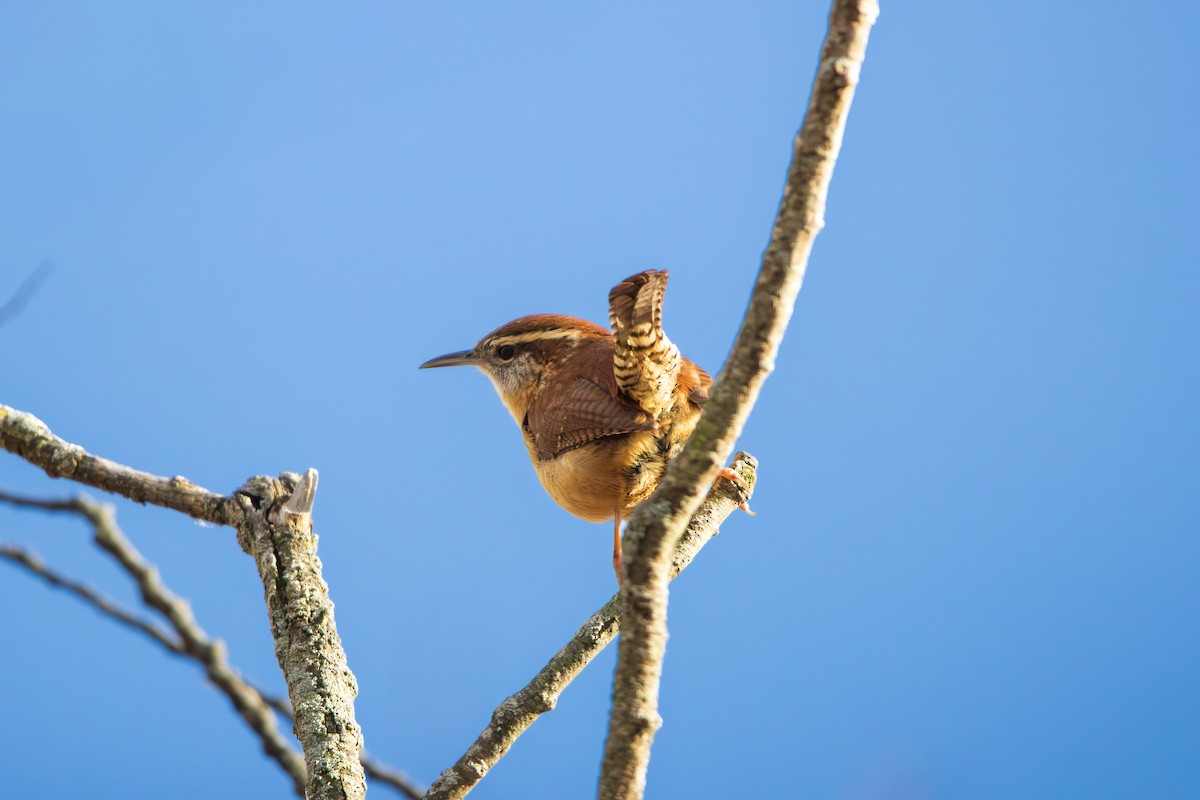 チャバラマユミソサザイ - ML646458774