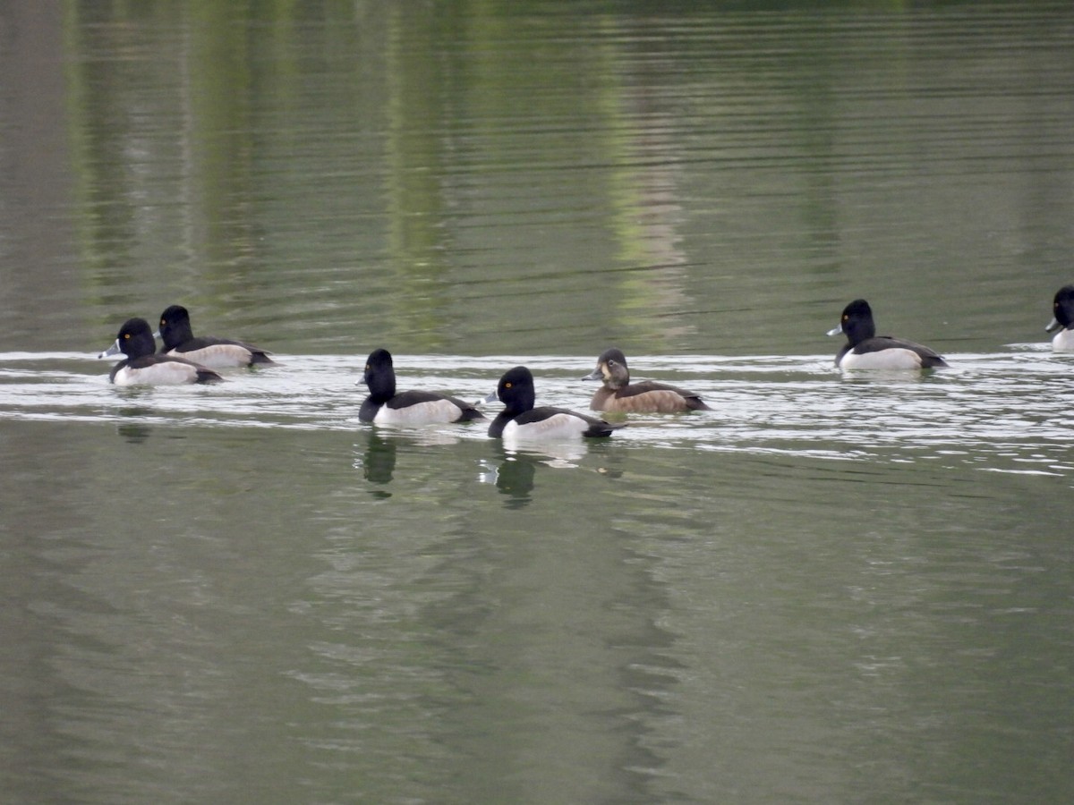 Ring-necked Duck - ML646458776