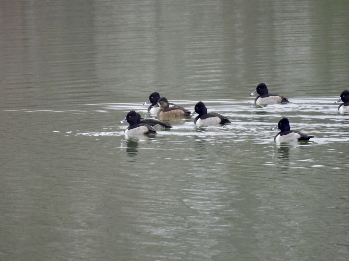 Ring-necked Duck - ML646458777