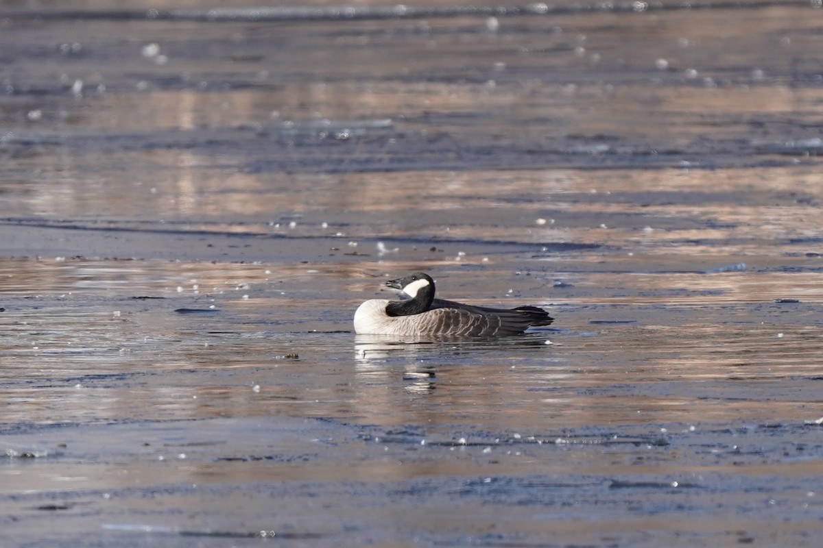 polargås - ML646458778