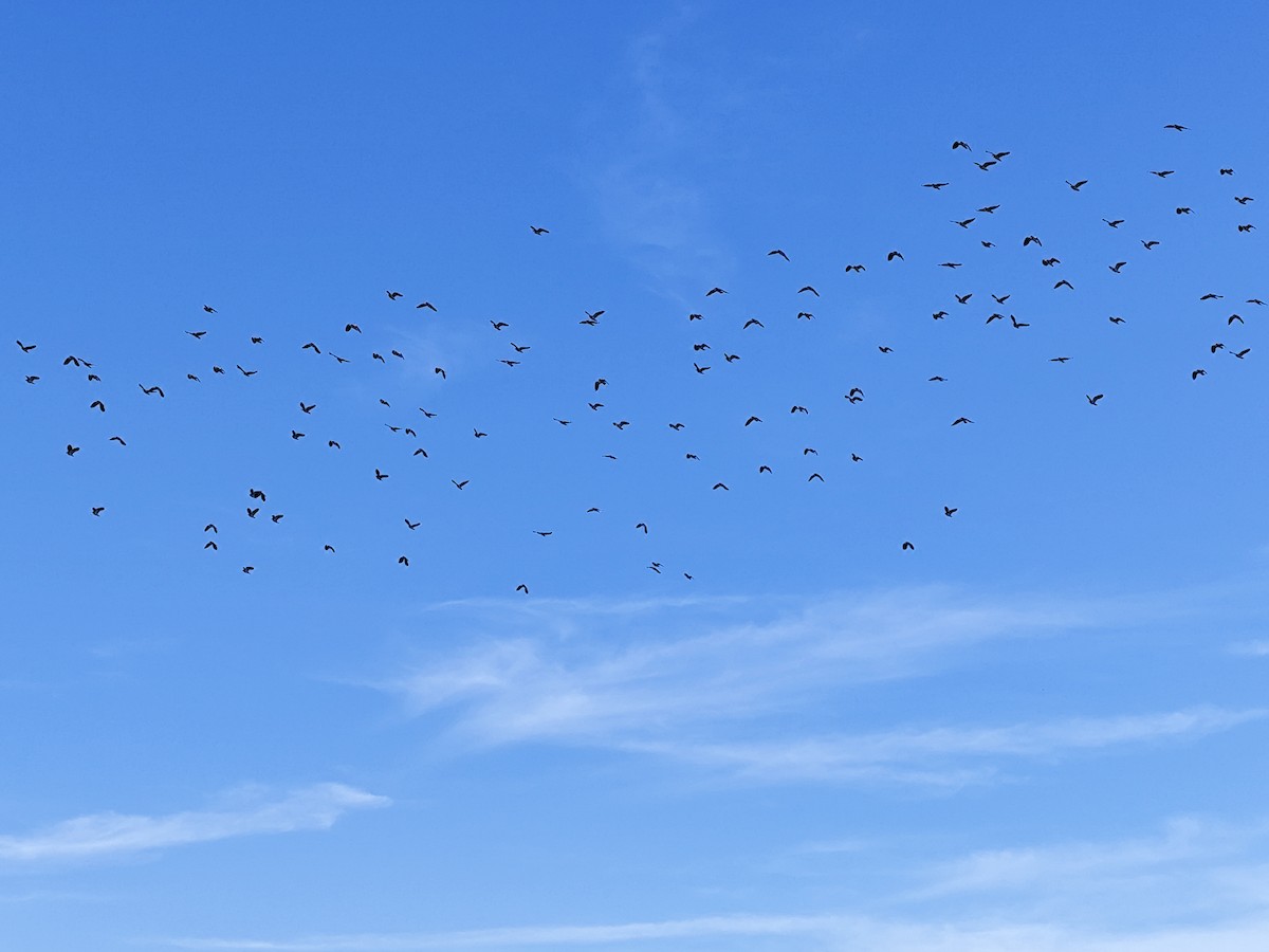 Northern Lapwing - ML646458784