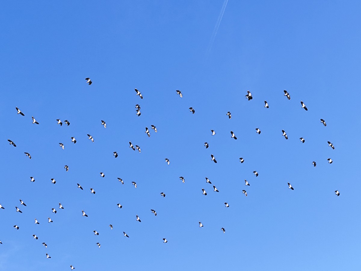 Northern Lapwing - ML646458785