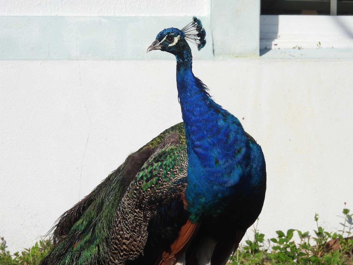 Indian Peafowl - ML646458786