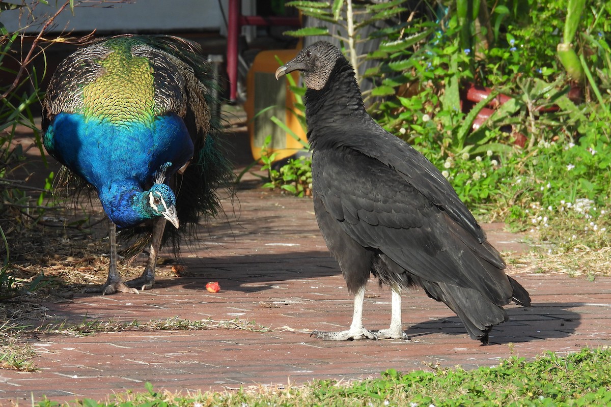 Indian Peafowl - ML646458787