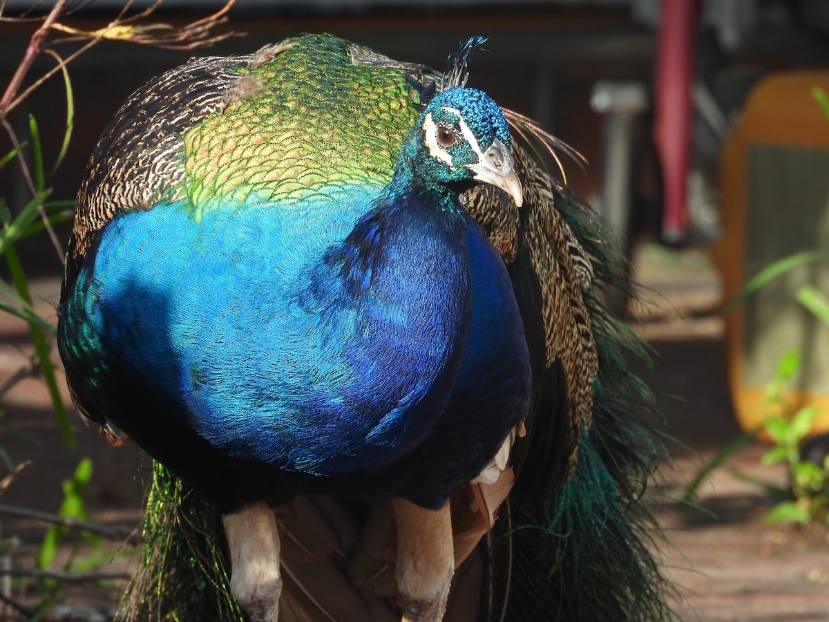 Indian Peafowl - ML646458788