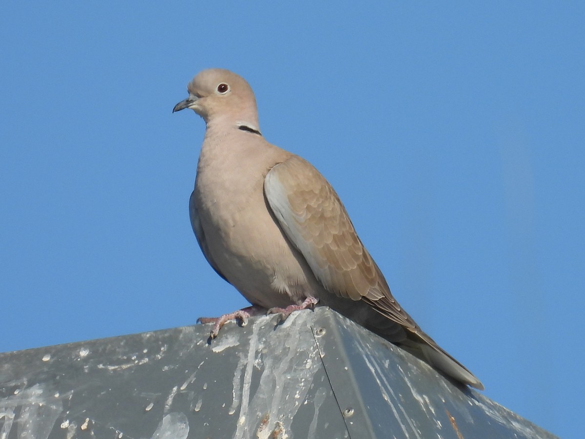 Eurasian Collared-Dove - ML646458789