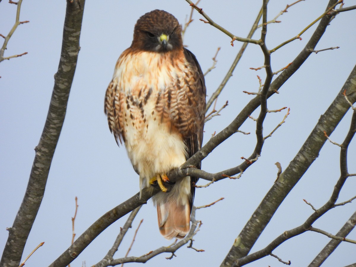 Buse à queue rousse (calurus/abieticola) - ML646458790