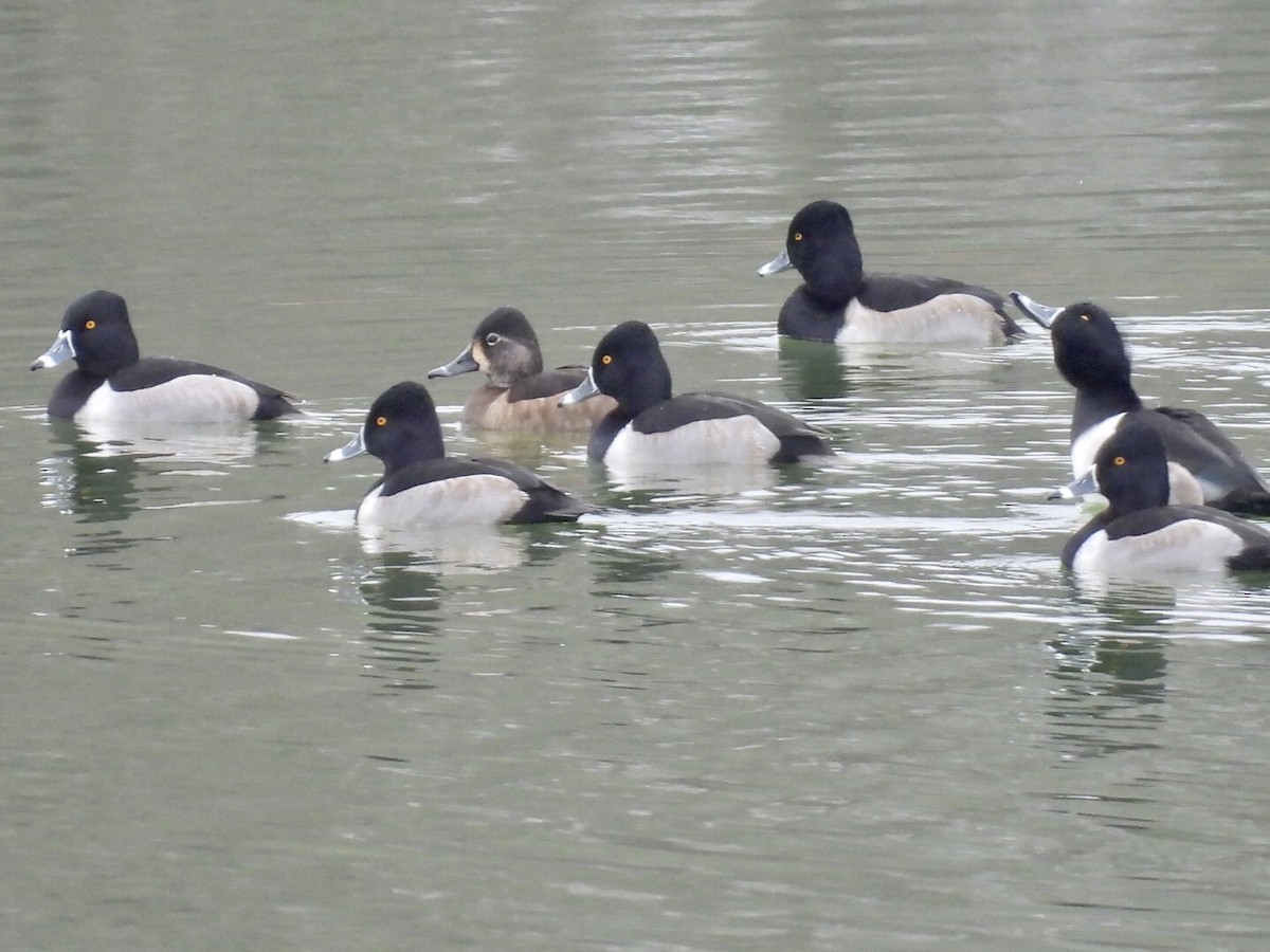 Ring-necked Duck - ML646458792