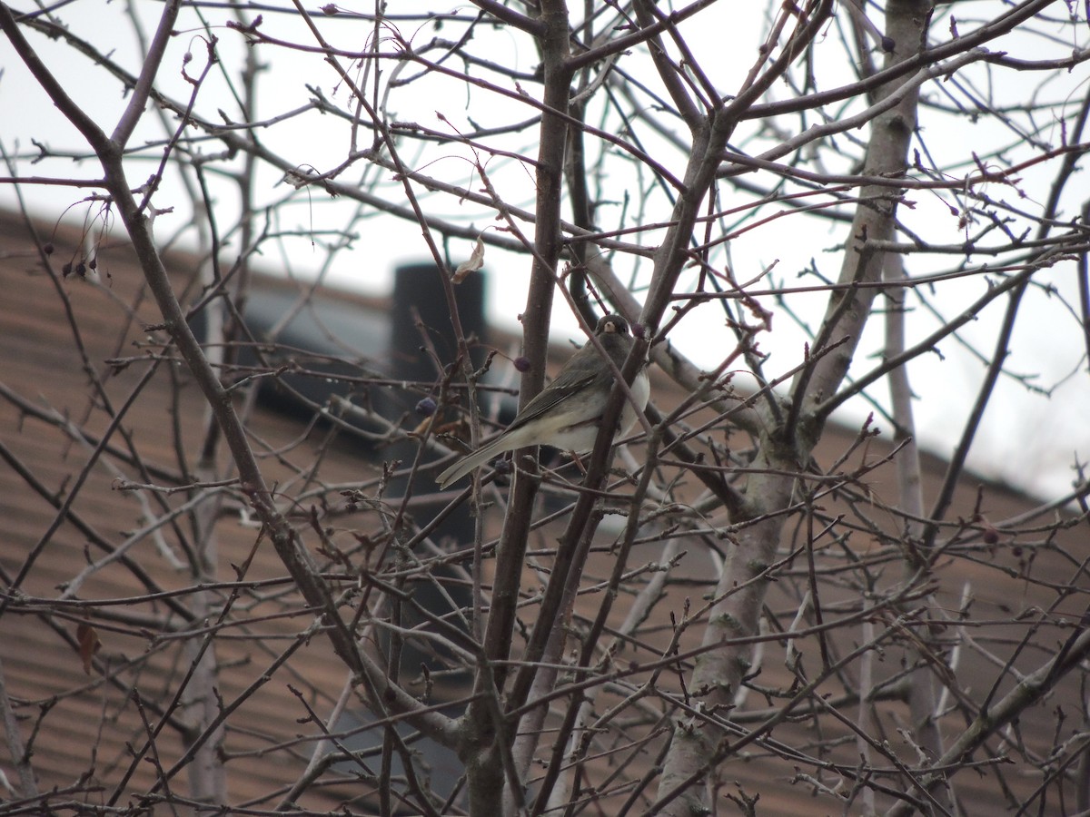 Dark-eyed Junco - ML646458793