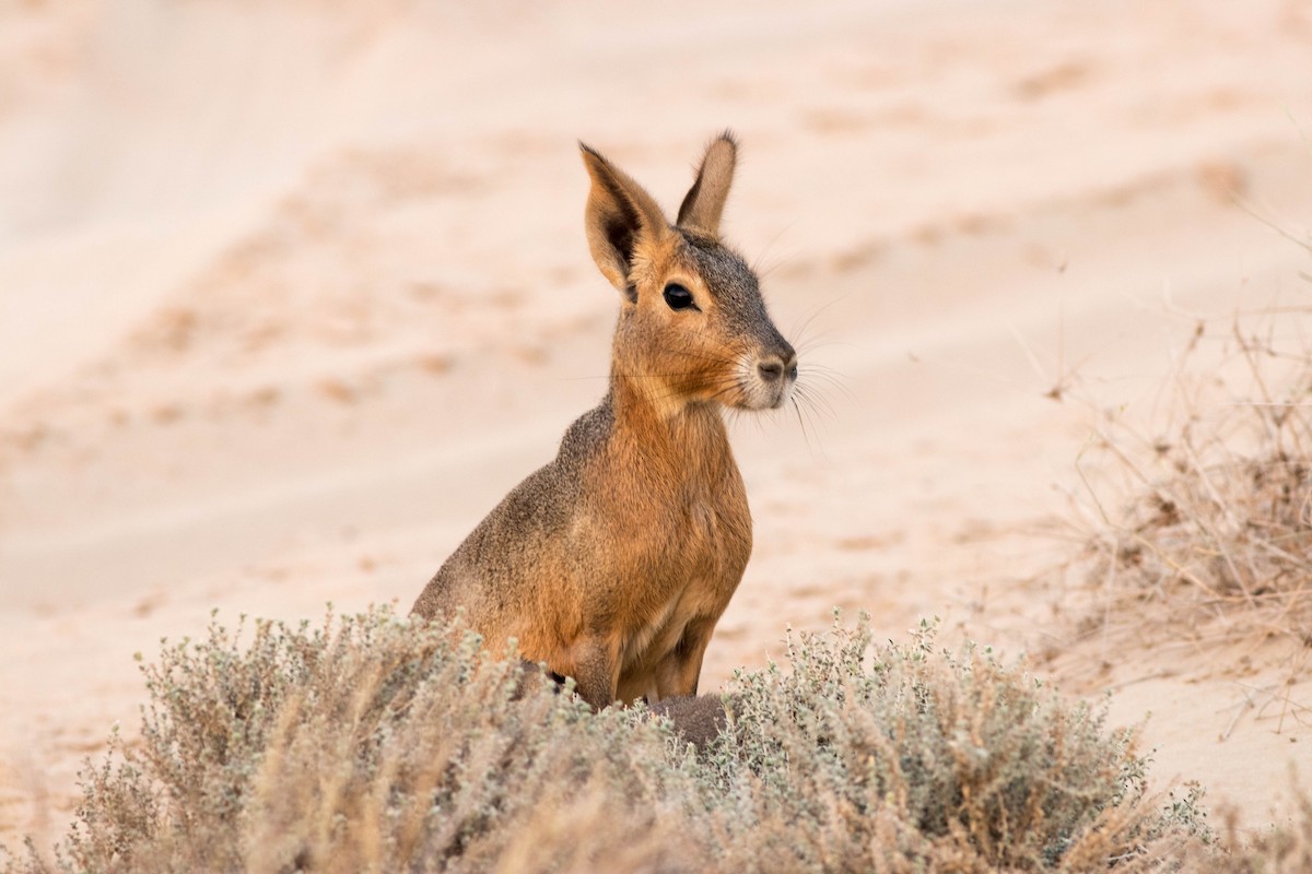 Patagonian Mara - ML646458794