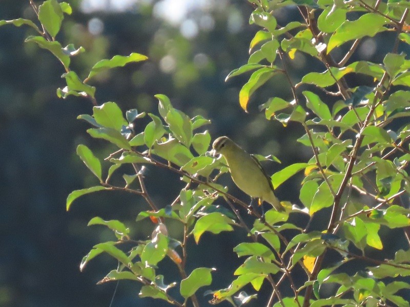 アカメモズモドキ - ML646458795