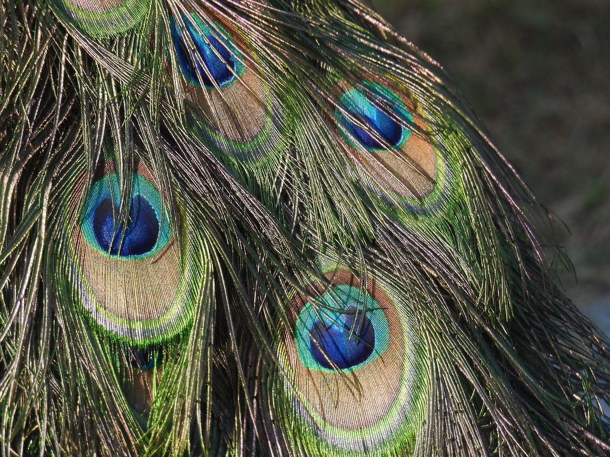 Indian Peafowl - ML646458796
