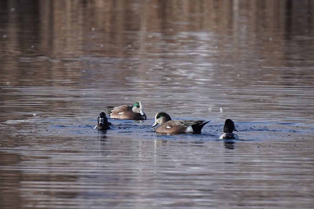 amerikablesand - ML646458806