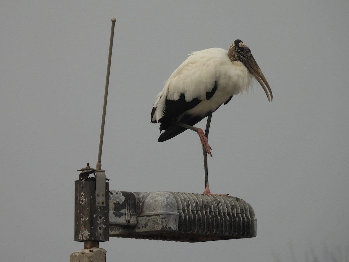 Wood Stork - ML646458807