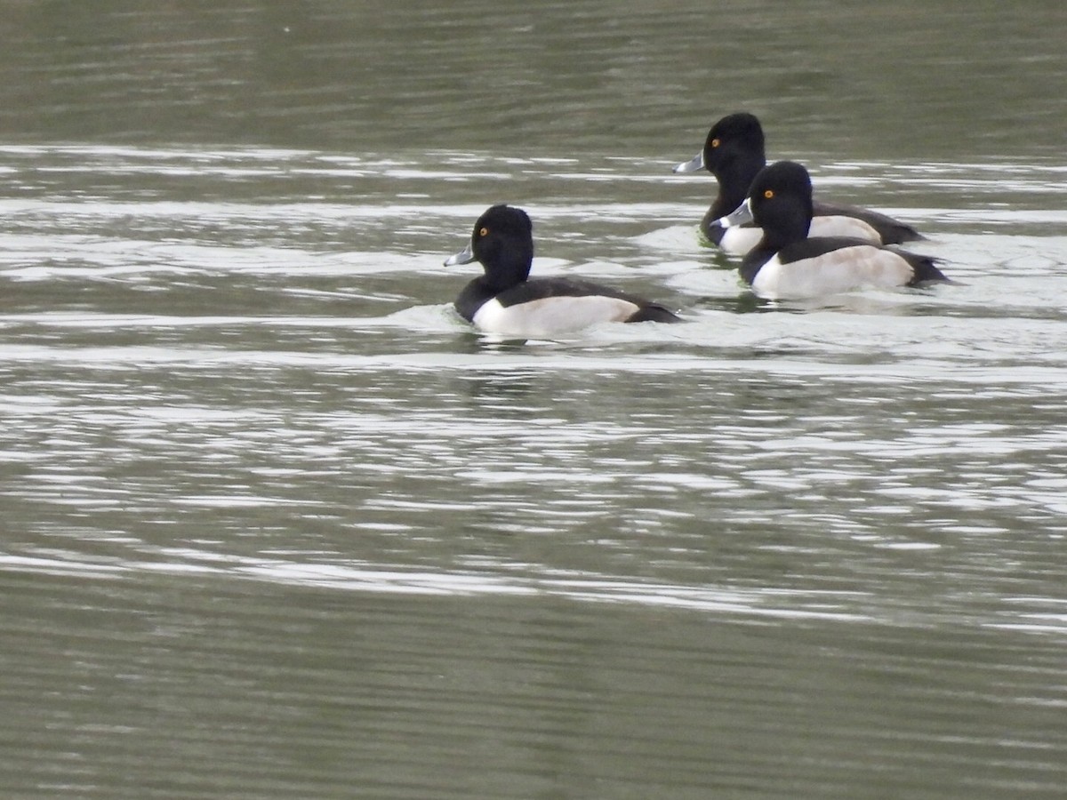 Ring-necked Duck - ML646458809