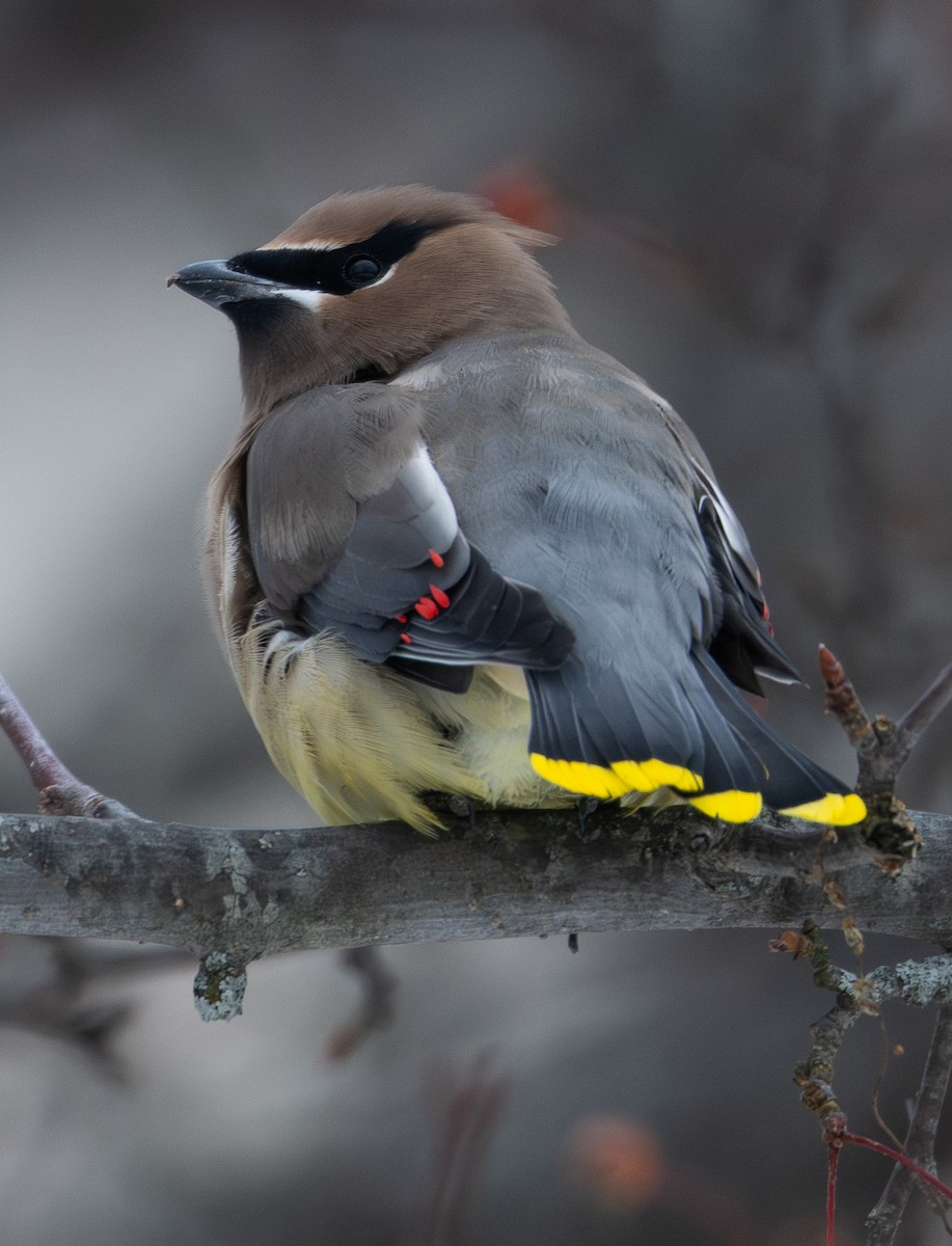 Jaseur d'Amérique - ML646458811