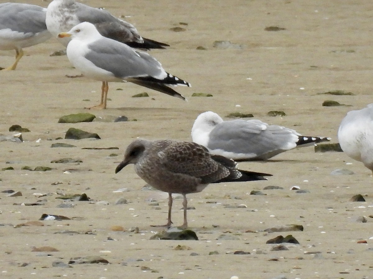 Zafferano - ML646458812