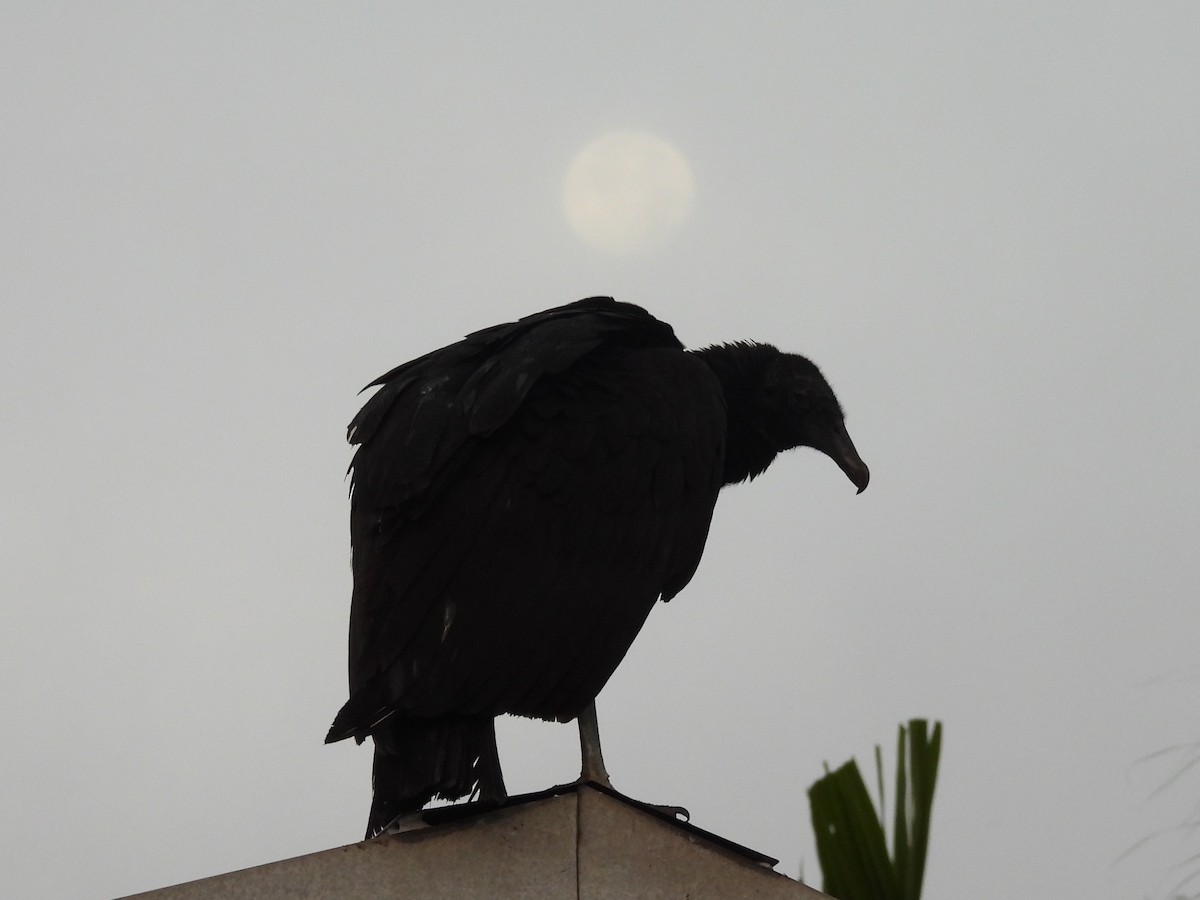Black Vulture - ML646458813