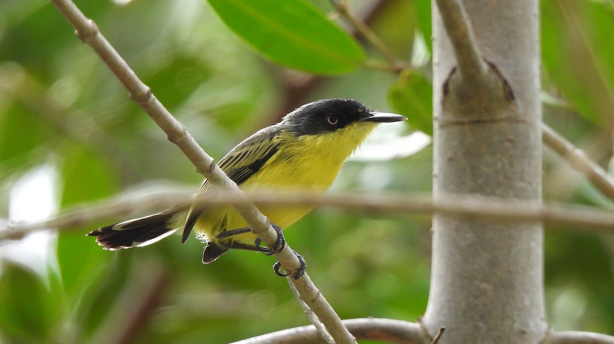 Common Tody-Flycatcher - ML646458814