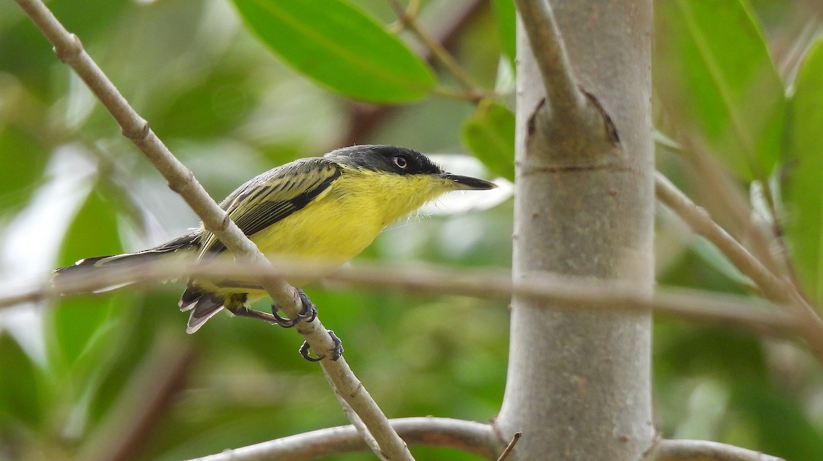 Common Tody-Flycatcher - ML646458816