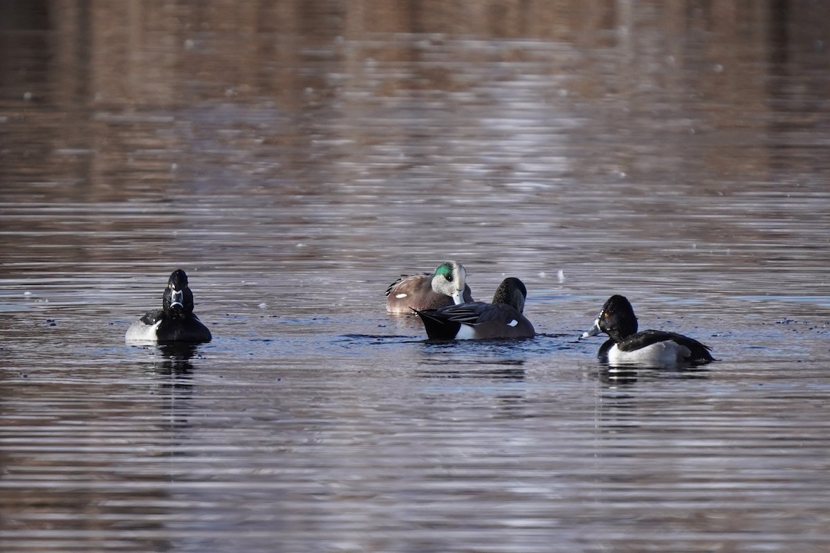 ringand - ML646458817