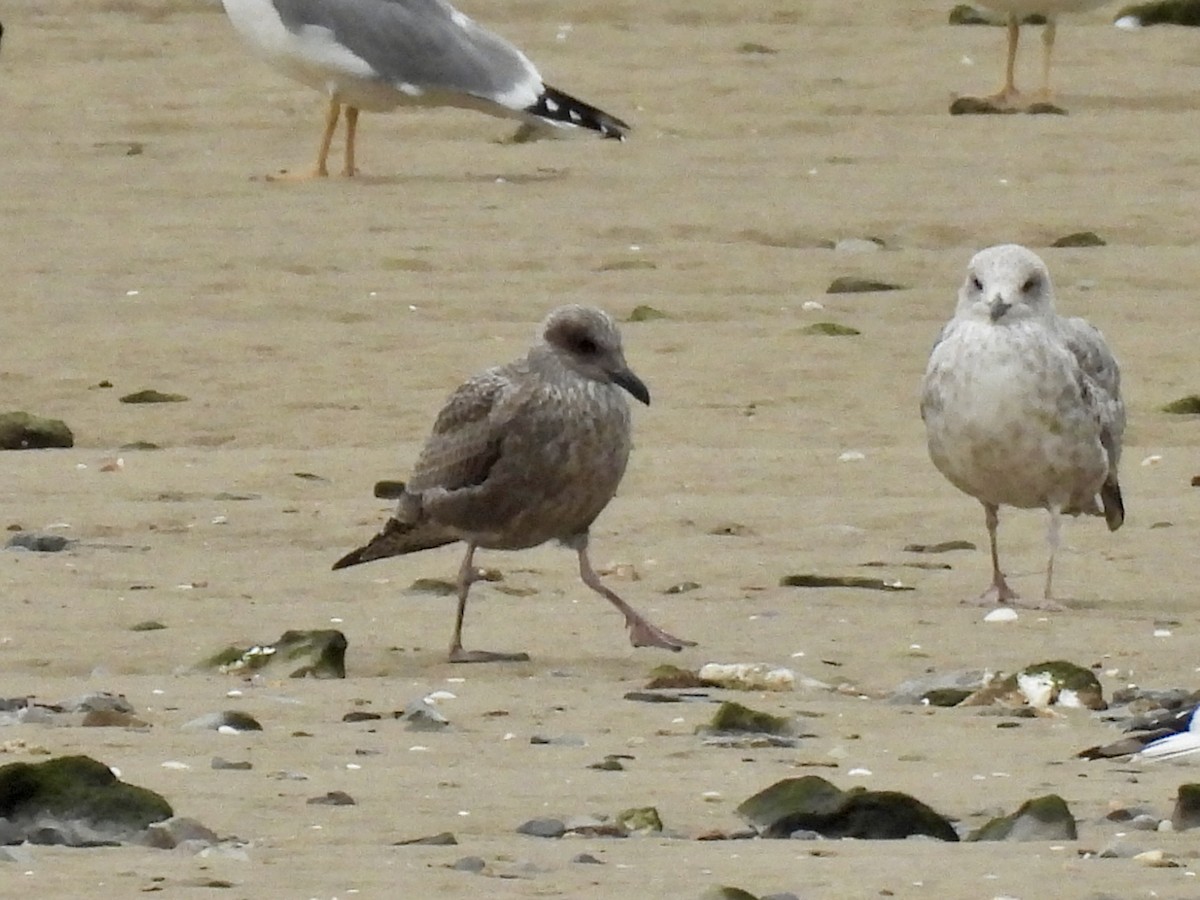 Zafferano - ML646458819