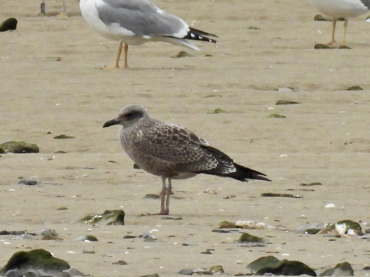 Zafferano - ML646458822