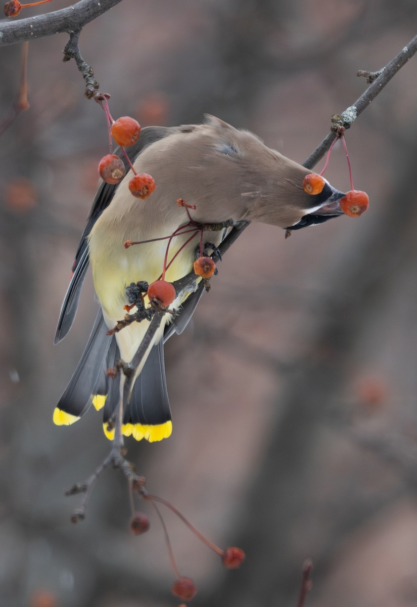 Jaseur d'Amérique - ML646458823