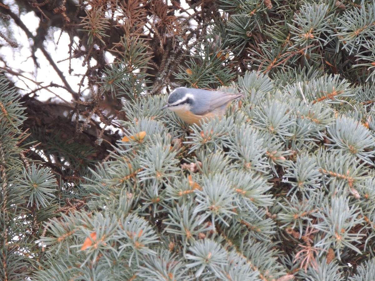 Red-breasted Nuthatch - ML646458824