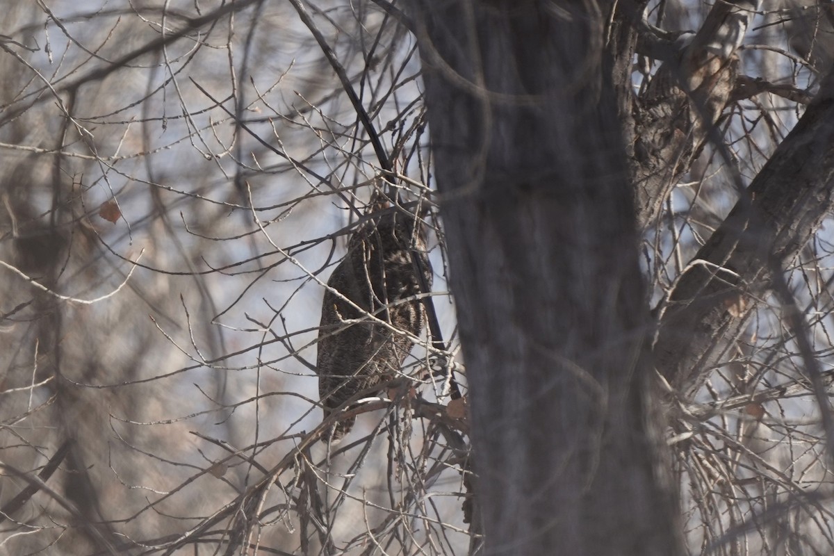 amerikahubro - ML646458827