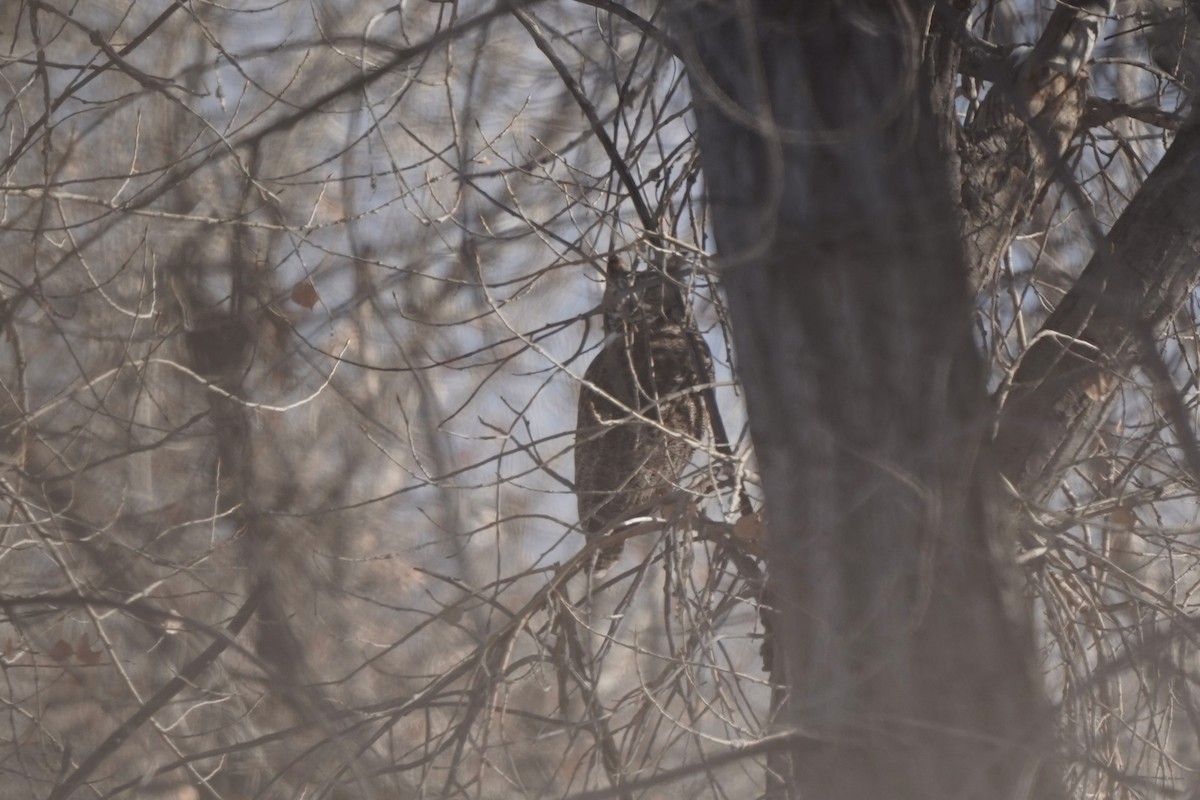 amerikahubro - ML646458828