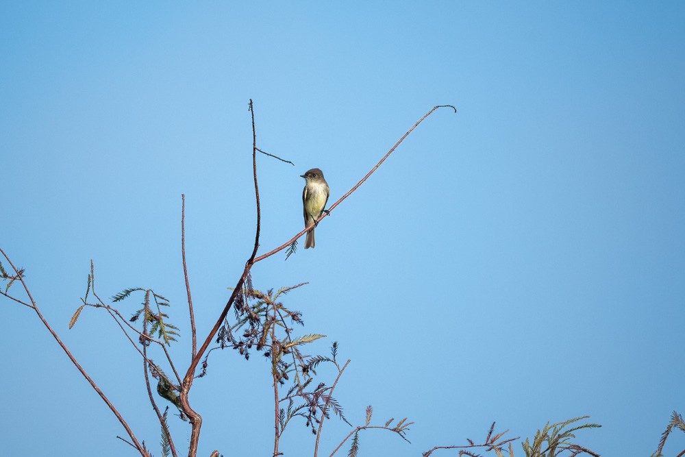 Eastern Phoebe - ML646458829