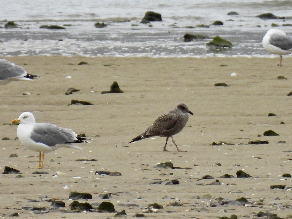 Zafferano - ML646458830