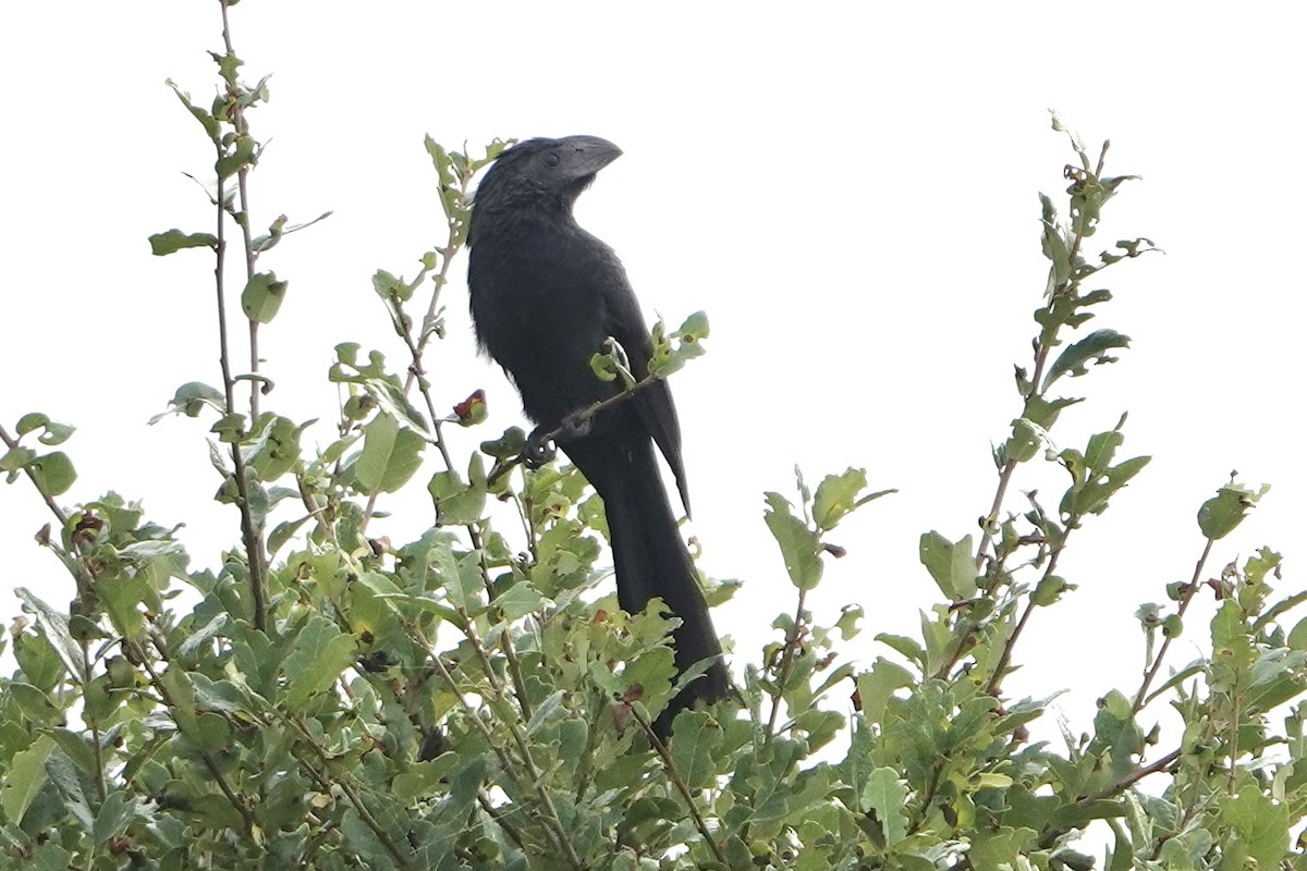 Groove-billed Ani - ML646458831