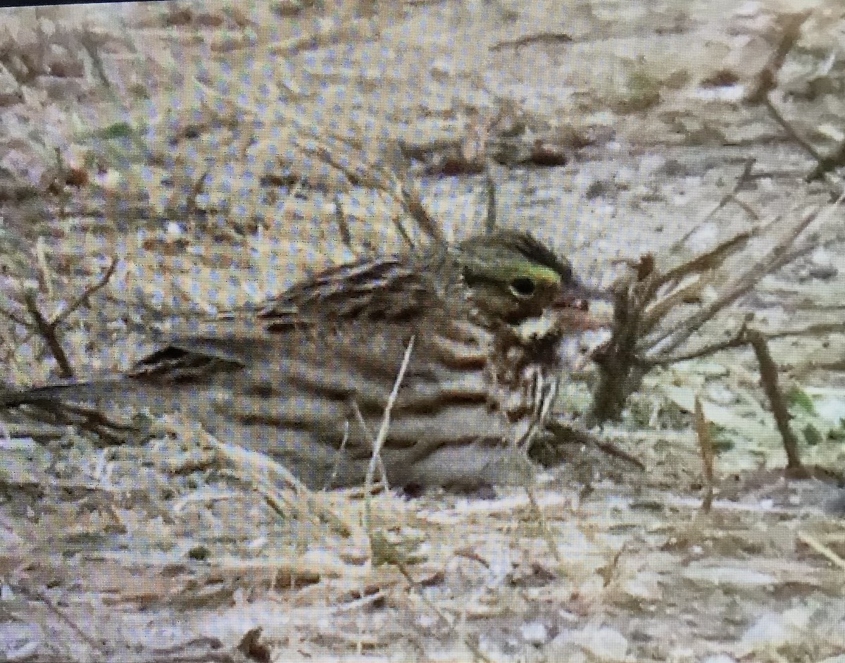 サバンナシトド - ML646458832