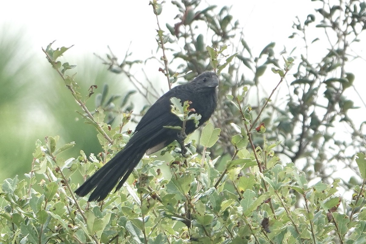 Groove-billed Ani - ML646458833