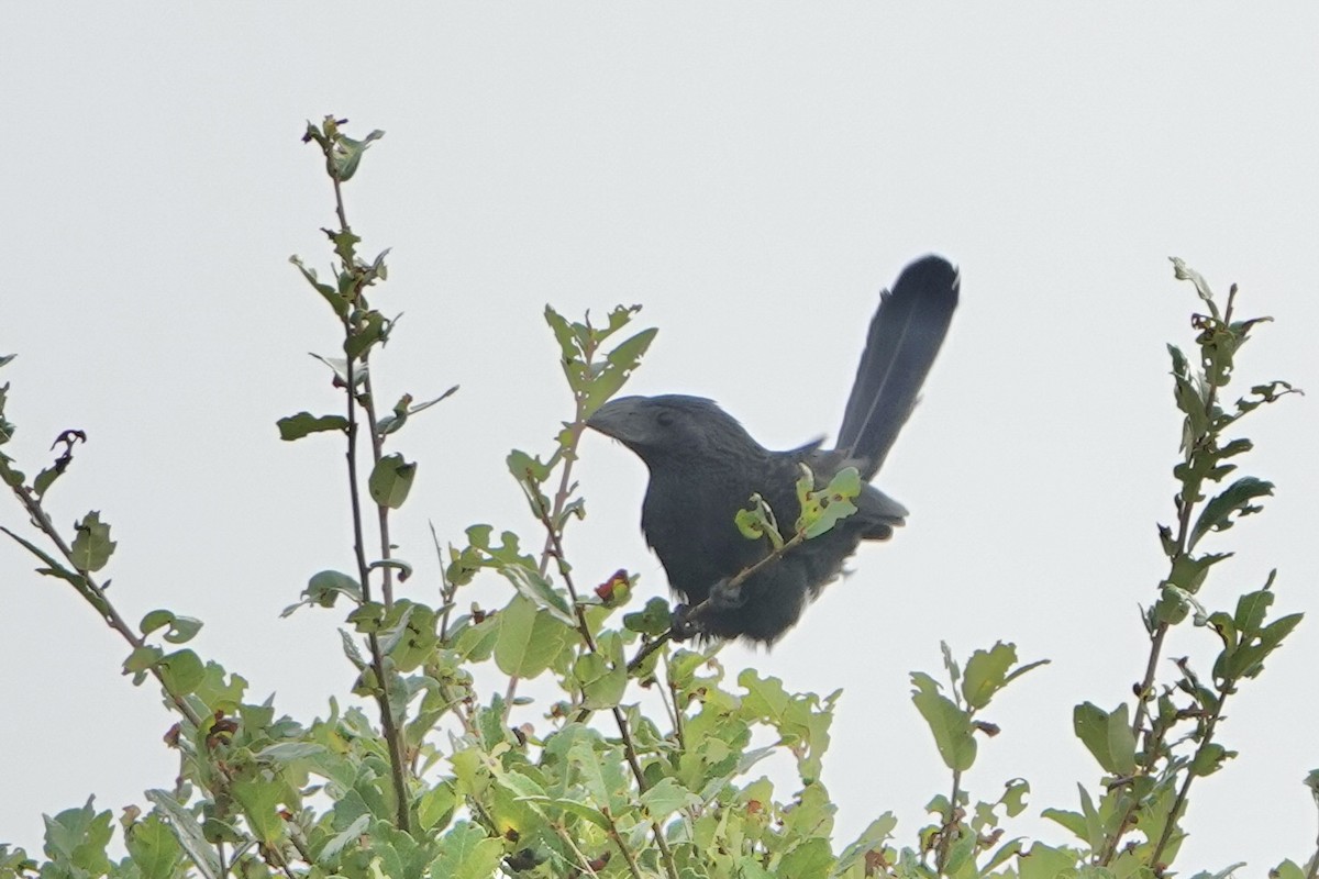 Groove-billed Ani - ML646458834