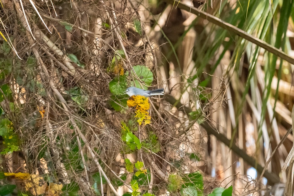 Blue-gray Gnatcatcher - ML646458835