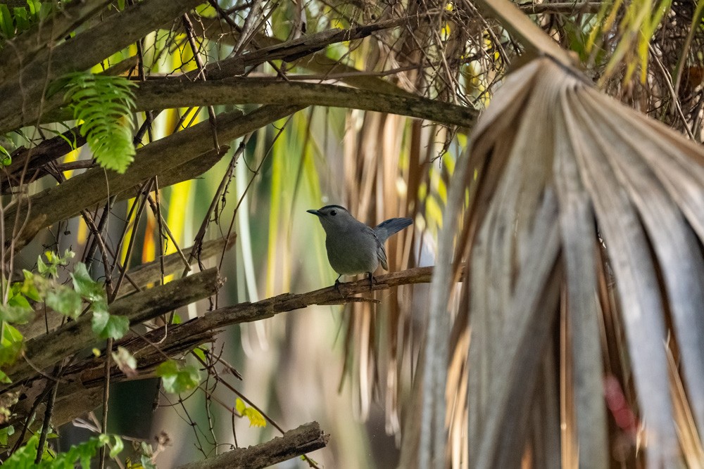 Gray Catbird - ML646458841