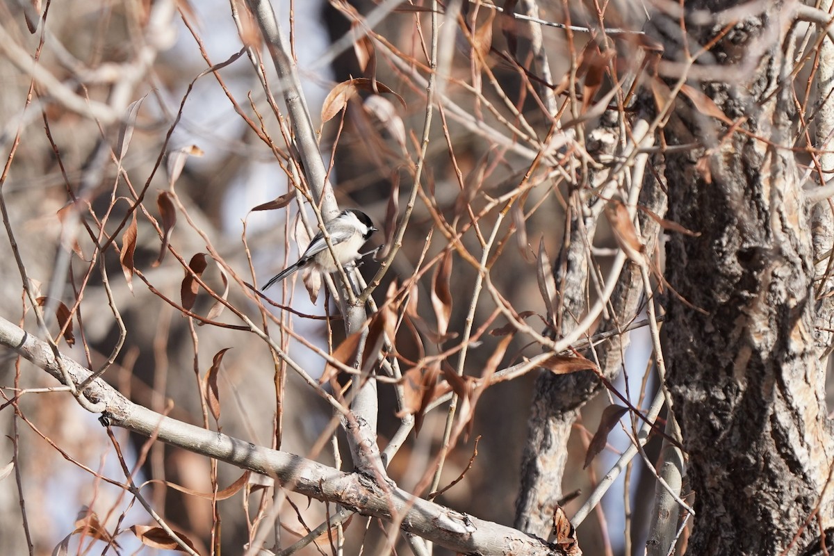 amerikameis - ML646458843