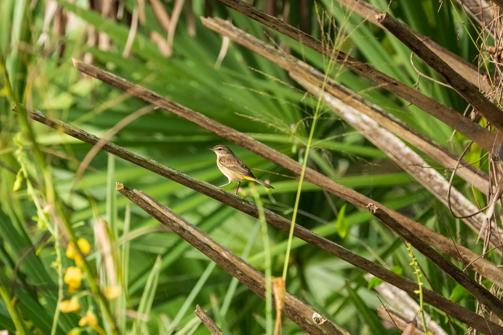 Palm Warbler - ML646458845