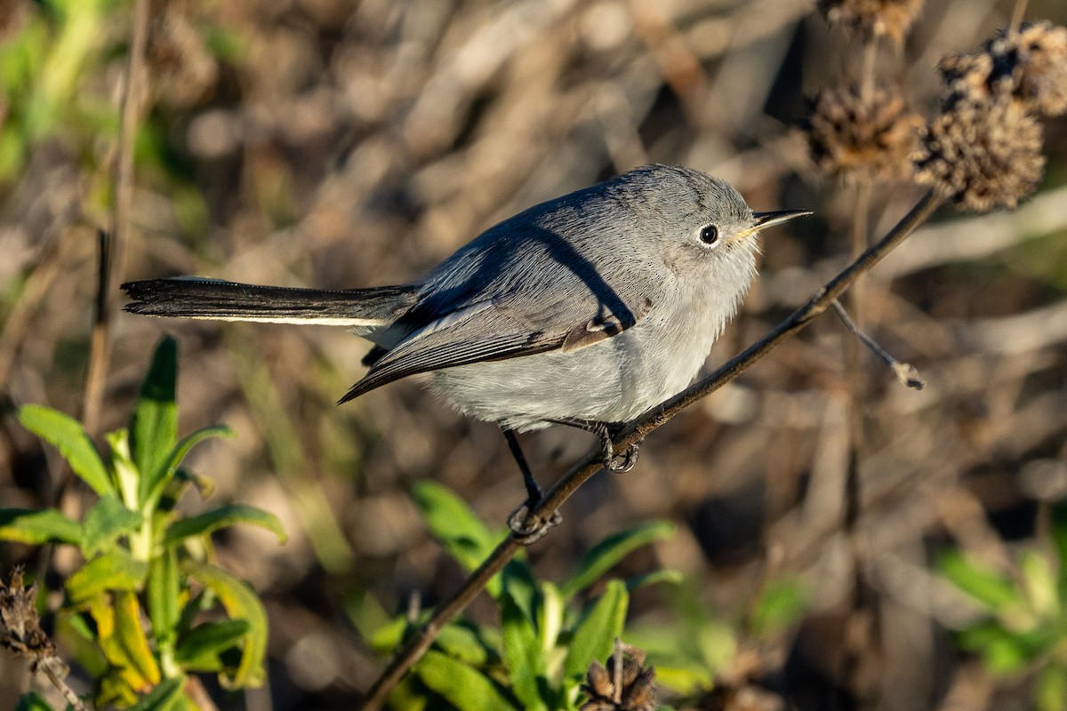 Blue-gray Gnatcatcher - ML646458846