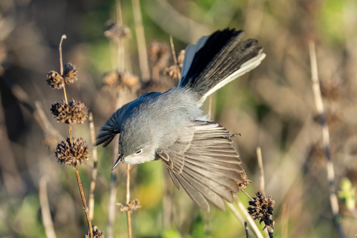 Blue-gray Gnatcatcher - ML646458847