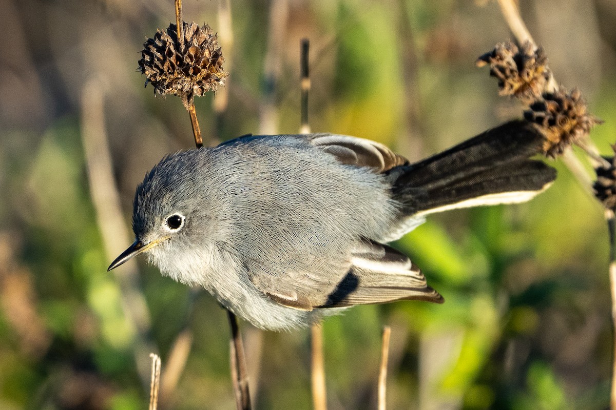 Blue-gray Gnatcatcher - ML646458848