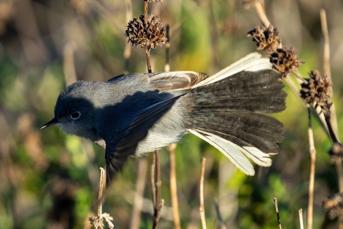 Blue-gray Gnatcatcher - ML646458849
