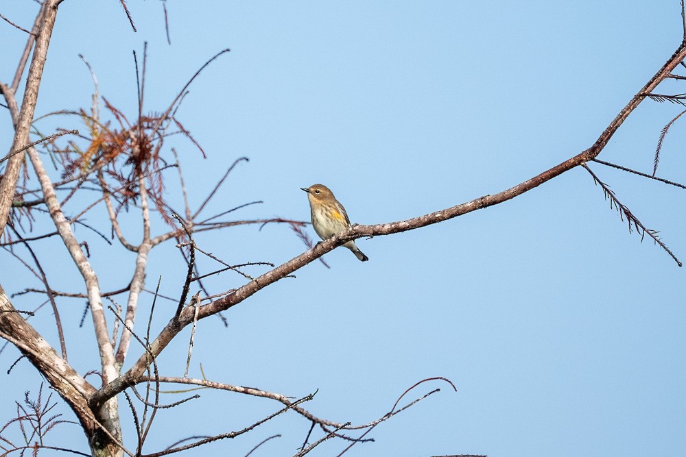 Yellow-rumped Warbler - ML646458852